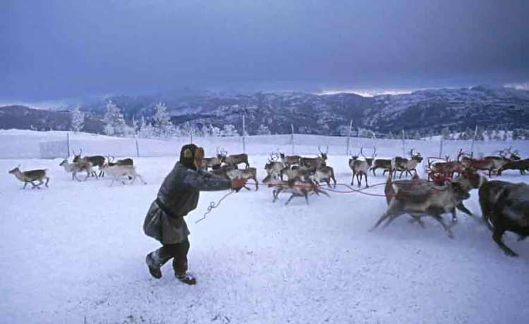 The livelihoods of the Sami are traditionally based on reindeer herding and fishing.   Image Source: www2.hawaii.edu